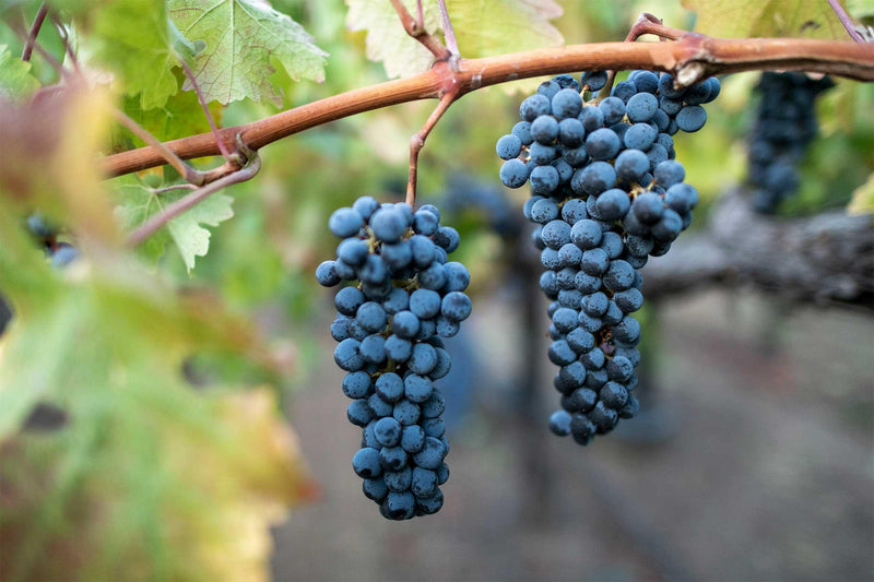 What is Cabernet Sauvignon? How to Drink and Serve